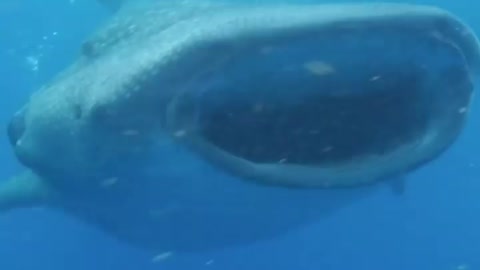 Whale shark feeding run 😮