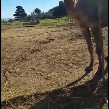 Feeding a camel with a shocking twist