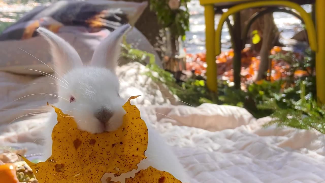 Chinese English Teaching # Bilingual Teaching # Rabbit