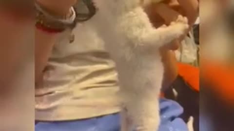 Cute-Funny-Cat-Videos-Compilation-Cat-Videos-