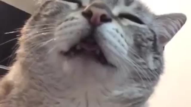 funny cats compilation #10