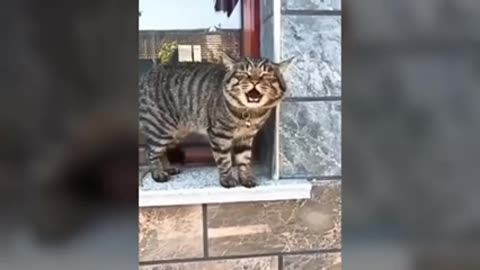 Cat talking