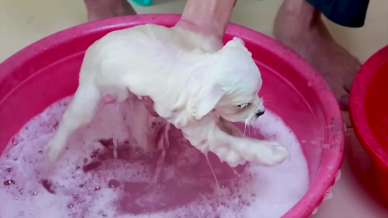 Cute Pomeranian puppy bath 🤔| funny dog puppies|