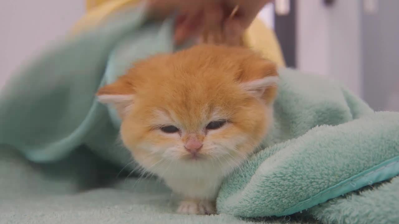 The reason I can't stop Touching face Kitten Pudding after her first bath.