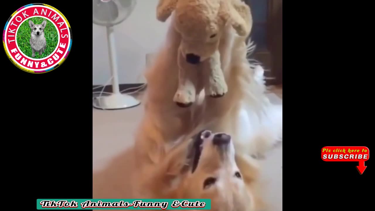 Funny animal videos, TikTok funny cats and dogs videos