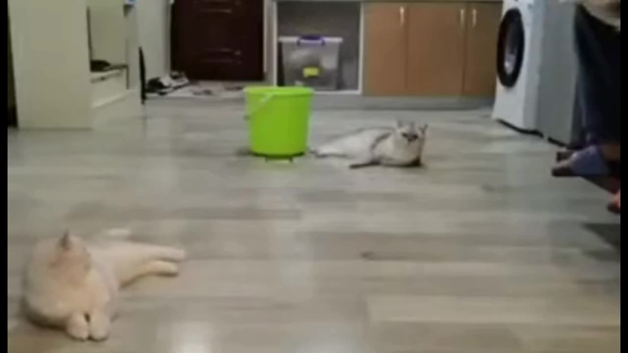 cute cat fight