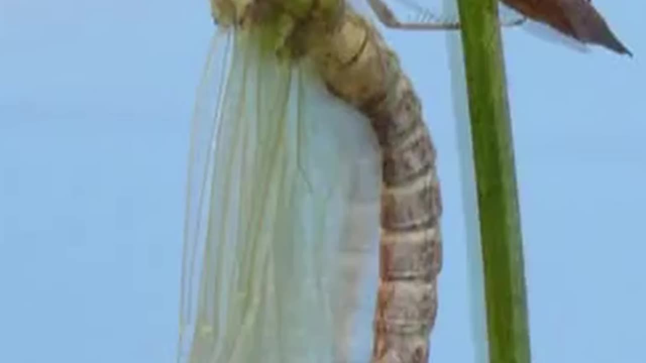 Watch Amazing Dragonfly Emergence #insects #dragonfly