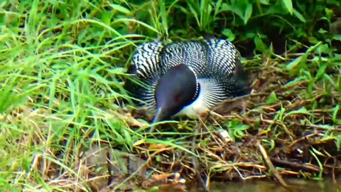 Nesting Loon