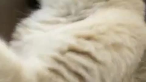 funny animals video 2021🤣🤣🤣🤣🤣