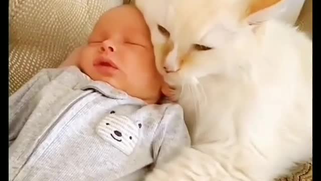 Cat's love for cute little baby