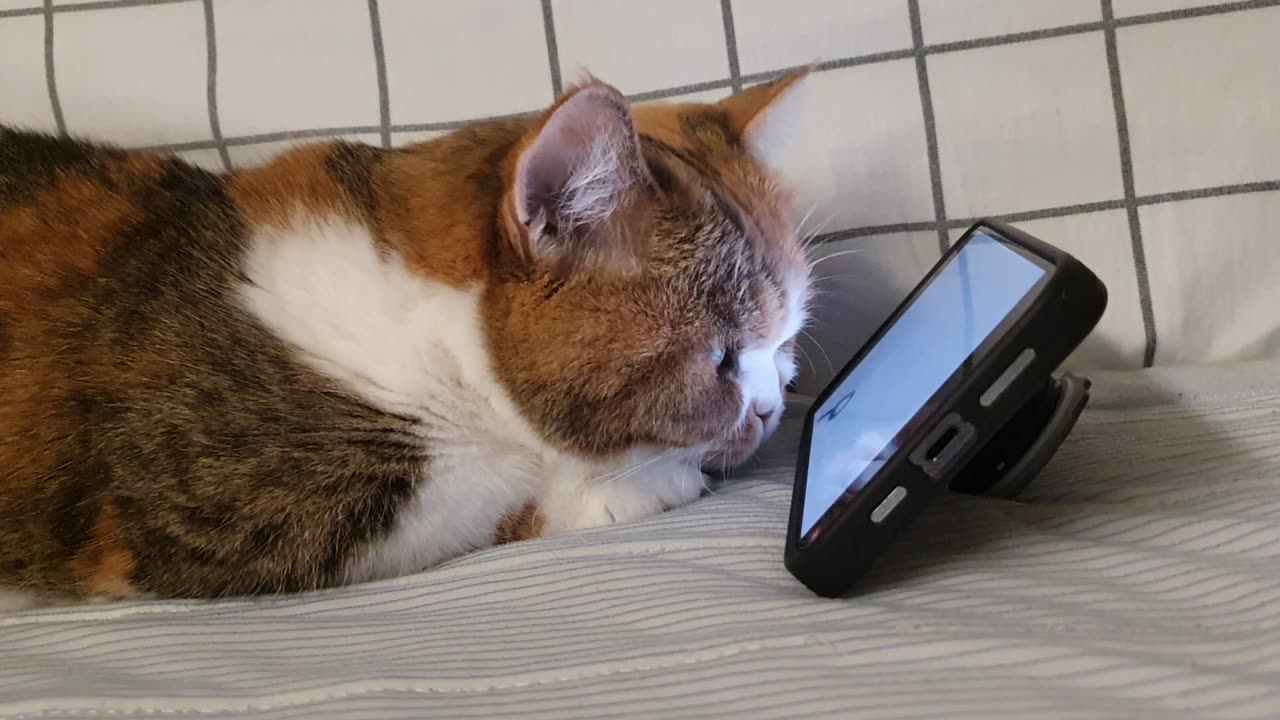 A chubby cat watching a play video