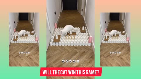 Will The Cat Win This Game? | Funny White Cat