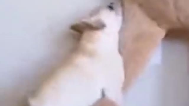 dogs having fun