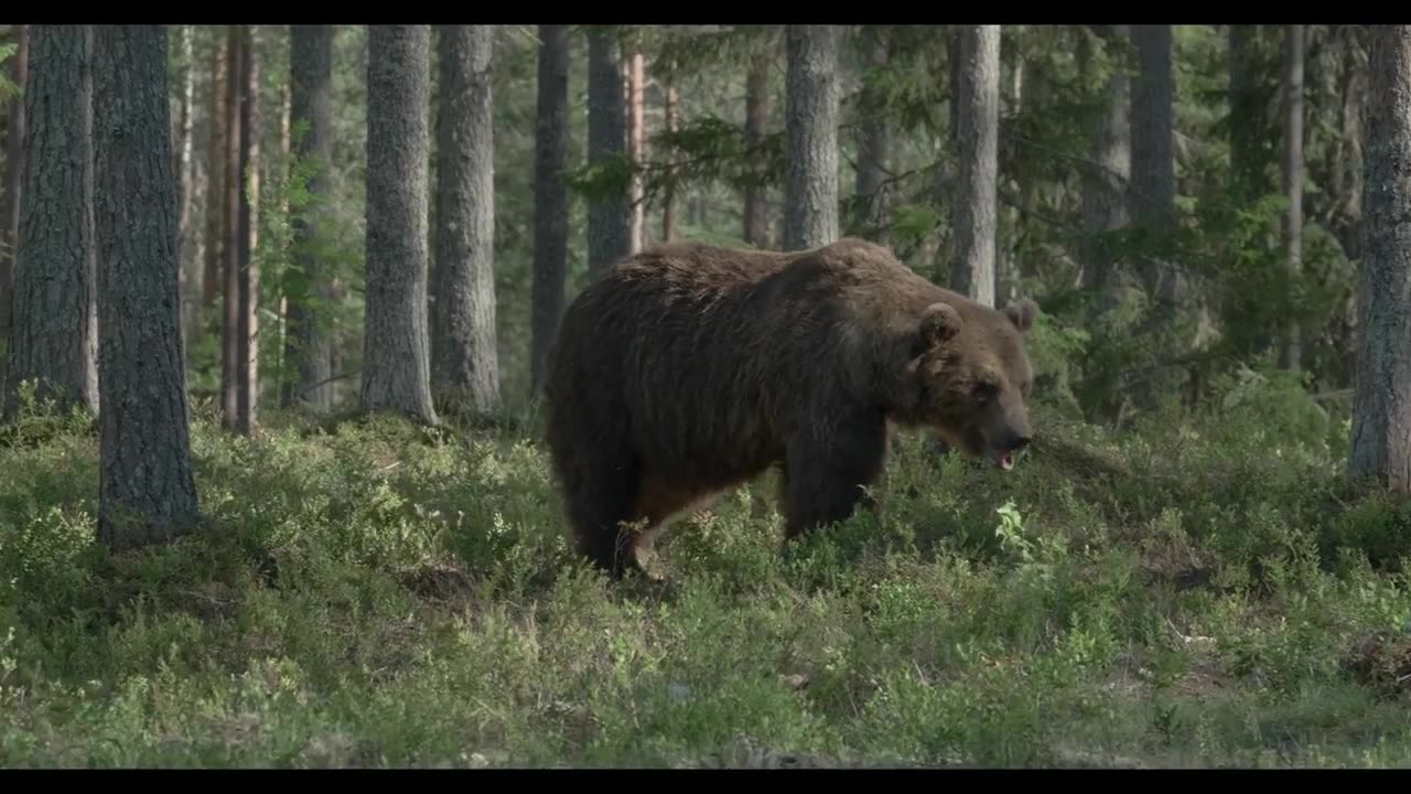 In the old forest, a large brown bear walks.