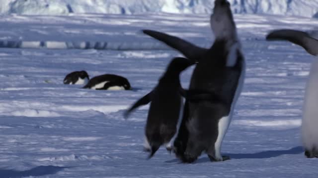 Adelie Penguin Slaps Giant Emperor Chick!