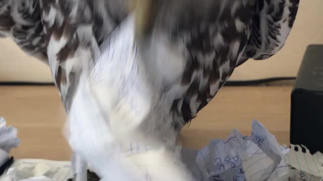 Barking Owl Tears up Paperwork