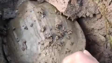 This is a beautiful and charming water-dwelling species