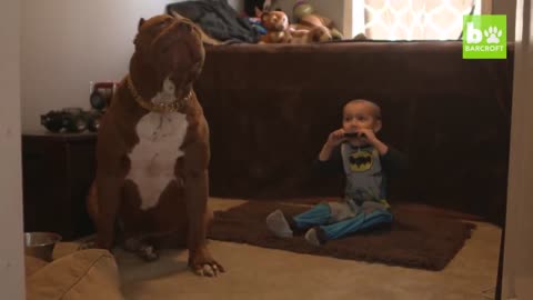 Giant Pit Bull Hulk & The Newborn Baby