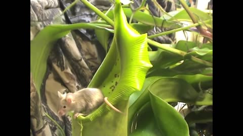 Mouse vs Dangerous Killer Plant - Nepenthes spatulata