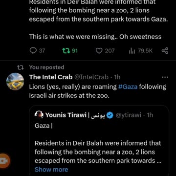 2 lions escape from zoo in Gaza Israel #Israel #JesusisLord #bibleprophecy