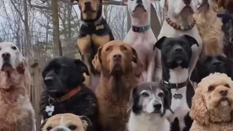 For the dog lovers 😁