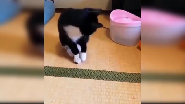 Cutest and most funny cats
