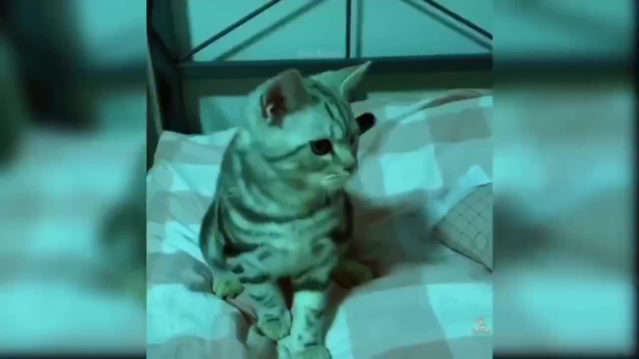 cute cat video