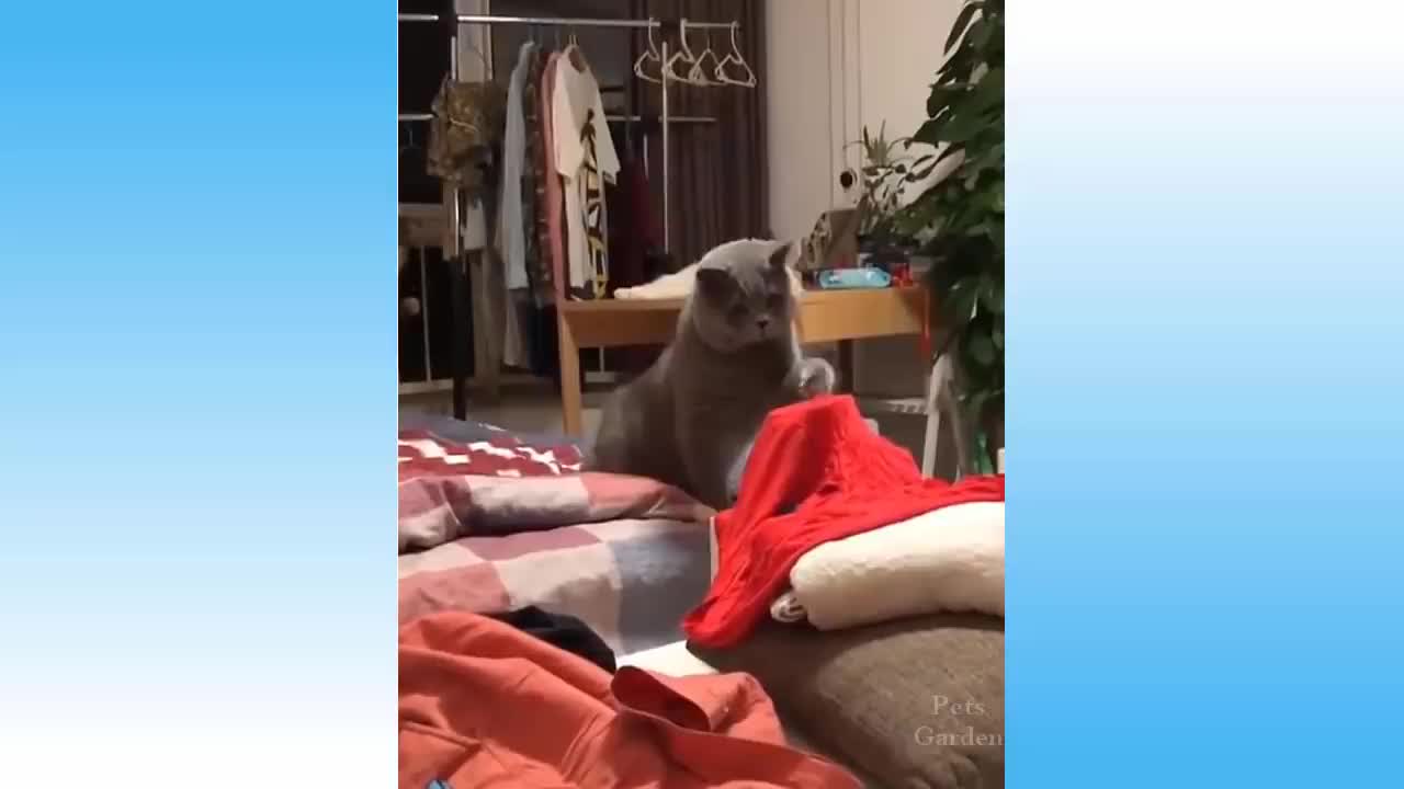 Funny Animals Video