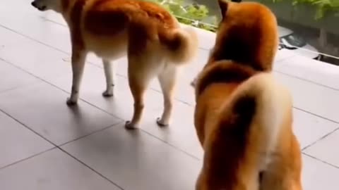 Dog funny videos 🤣🤣