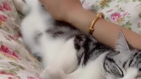 Sleep with my cat