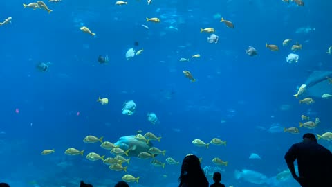 Sea Life|| Sea creation ||