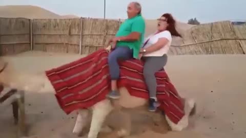 FUNNY CAMEL RIDE TITANIC | Try Not To Laugh - Funny Animals Video