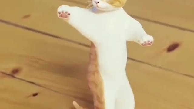Funny Cat Dance