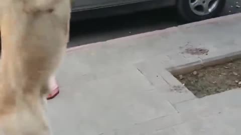 Stray dog turns into a lion #dog #perro #octaviored