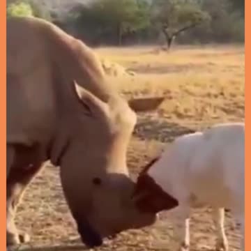 bode encara rinoceronte - goat faces rhino