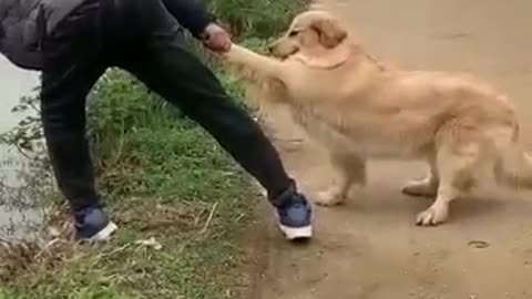 Dog holding man hand 🤣