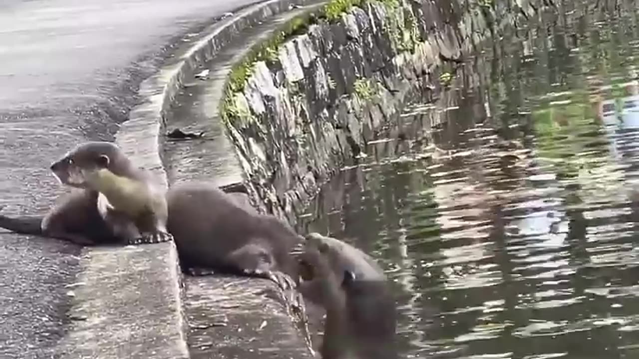 These baby otters got a swimming lesson from their parents ❤️ 0:21