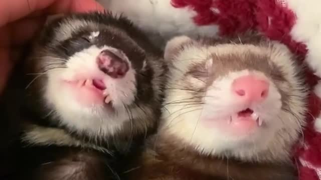 2 cute guinea pigs sleep together