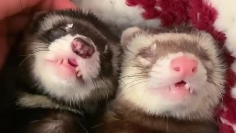 2 cute guinea pigs sleep together