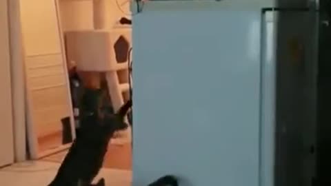 A cat gets a stuck toy down so the kitten can keep playing
