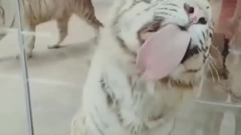 Funny tiger