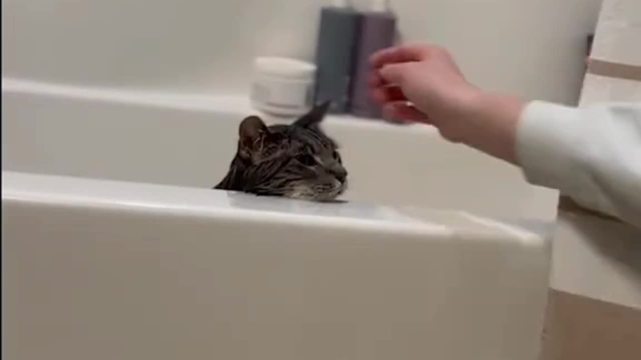 My cat LOVES bath time🤣Except when it's time to get out