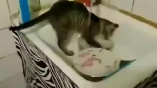 Funniest cat videos #38 - HILARIOUS!