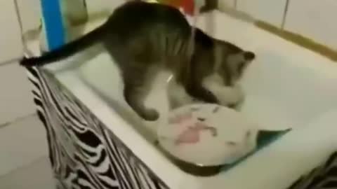 Funniest cat videos #38 - HILARIOUS!