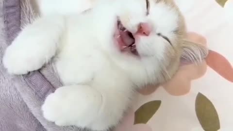 Cat funny video 😂