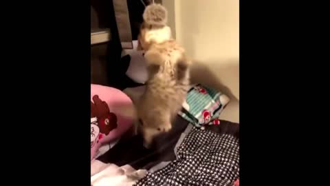 Cute Baby Animals