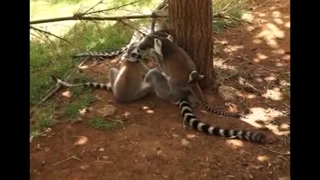 world of wildlife - Lemurs of Madagascar, Baby Ring-Tailed Lemurs - Episode 1