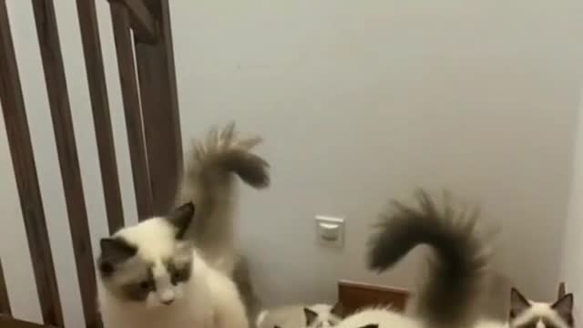 So Cute Flock of Cats