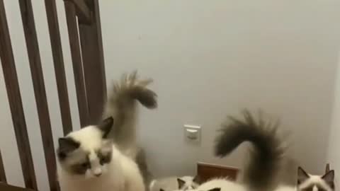 So Cute Flock of Cats