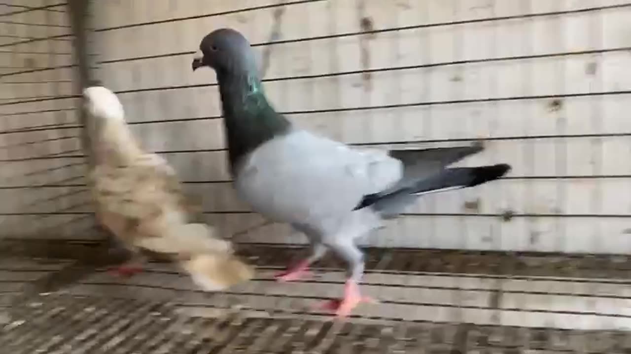 Beautiful pigeon breeder pair best flying